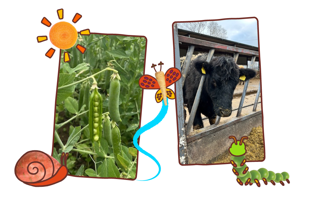 Article 4 In Feed Pics